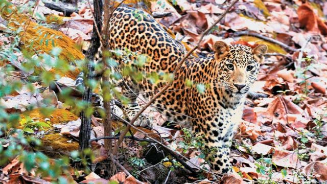 A leopard, one of Satpura National Park’s top predators