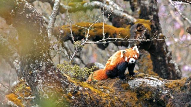 The red panda, one of Singalila’s biggest attractions