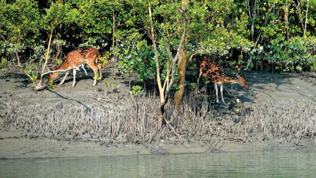 Spotted deer foraging in the Sunderbans