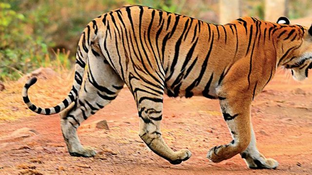 A tiger strides across a jungle trail, Tadoba Andhari TR