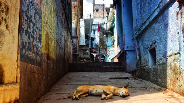 This dog takes her siesta very seriously