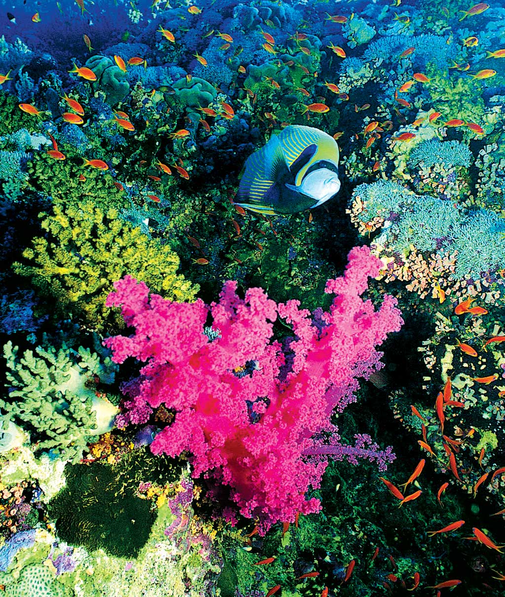 Extraordinarily colorful underwater world in the Andaman Sea