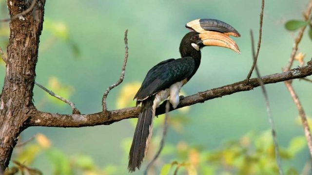 Malabar pied hornbill resting on a branch