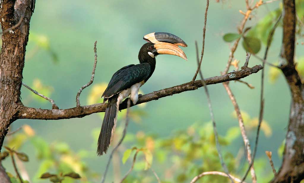Anshi National Park - Outlook Traveller