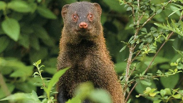 A curious mongoose at Bandipur Wildlife Sanctuary