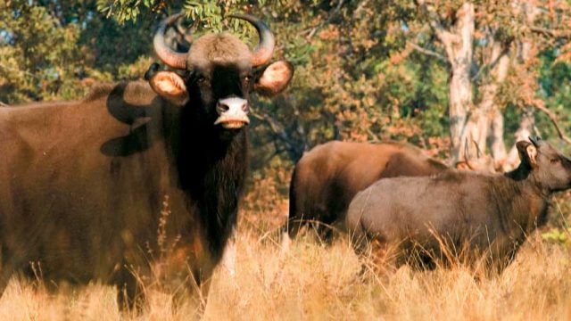 Gaur (Indian bison) at Betla National Park