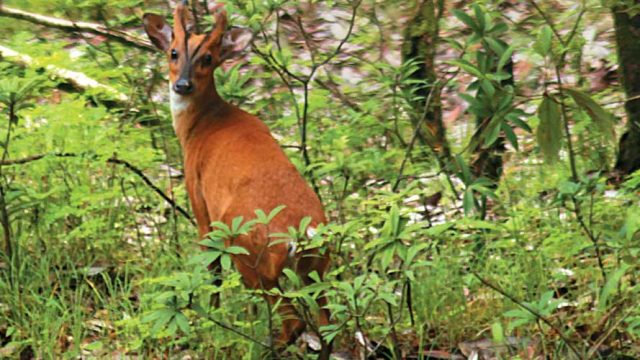 Barking deer in the Binsar Wildlife Sanctuary