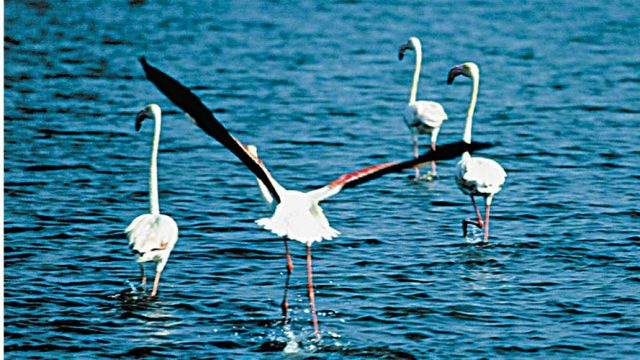 Numerous birds including flamingoes inhabit the lake