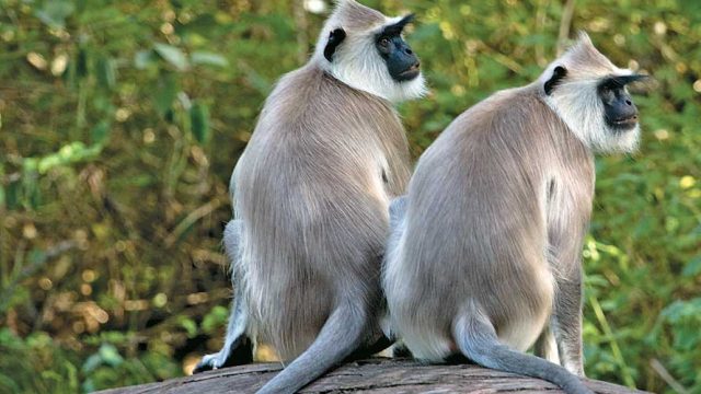 A pair of grey langurs at Chinnar Wildlife Sanctuary