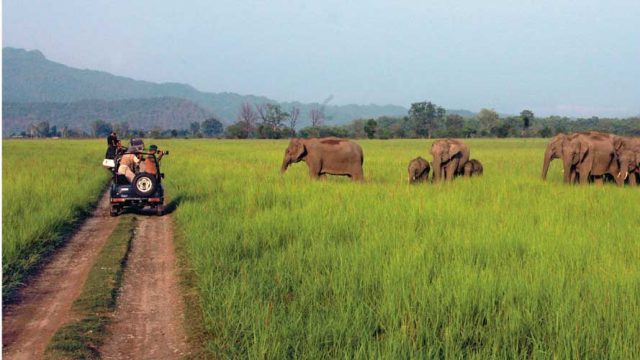 Visitors photographing wild elephants at Corbett National Park