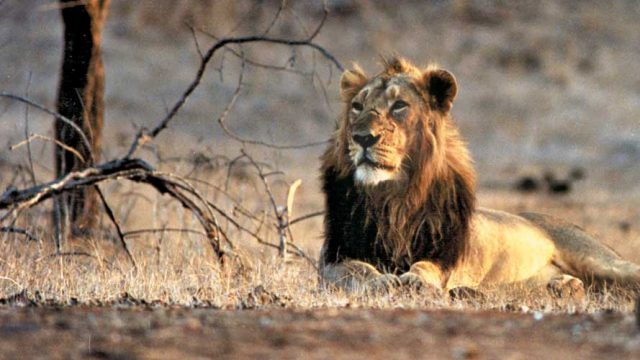 A lion resting on a hot afternoon in Gir Forest National Park