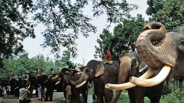 Mahouts with their elephants, Indira Gandhi Wildlife Sanctuary