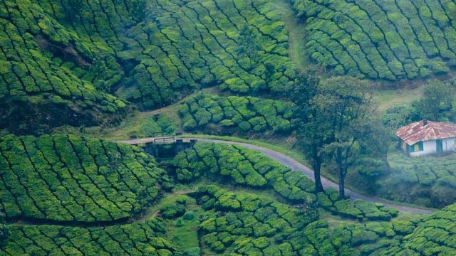 A cottage in the middle of a tea estate