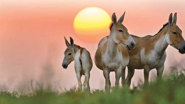 Asiatic wild asses at Little Rann of Kutch