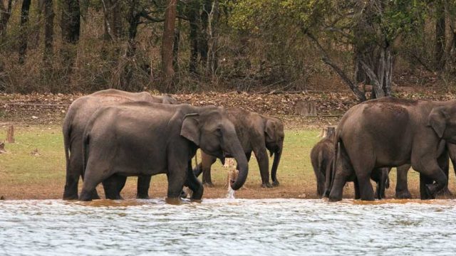 Asiatic elephants at ease in one of their finest habitats