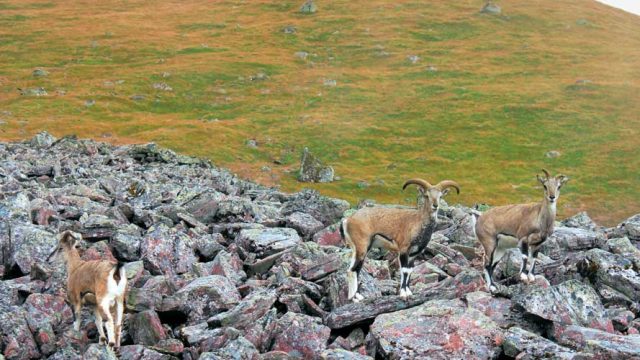 Bharal (blue sheep) in an alpine meadow at Dharansi