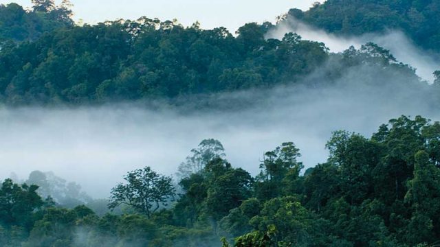 Swirling mists over the hills of Nelliyampathy