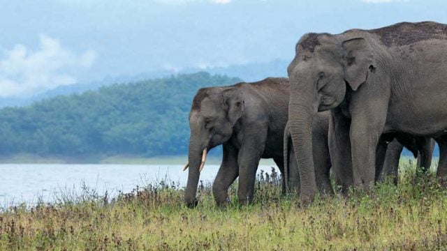 Elephants gathering at the edge of a lake in the reserve