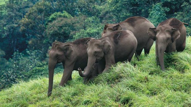 A group of elephants at Periyar Tiger Reserve