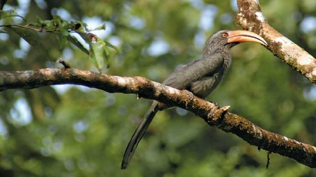 Malabar grey hornbill surveying its surroundings