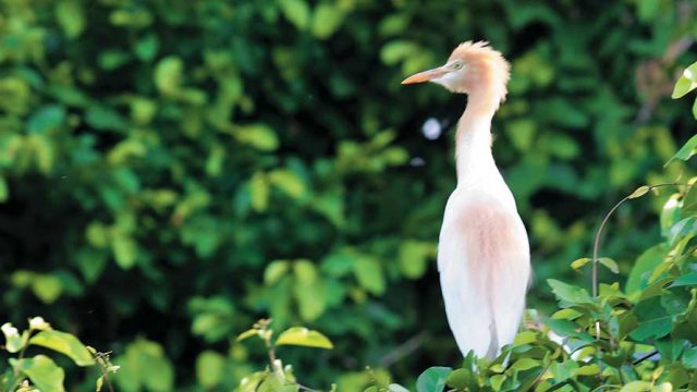 One of the sanctuary’s many avian residents