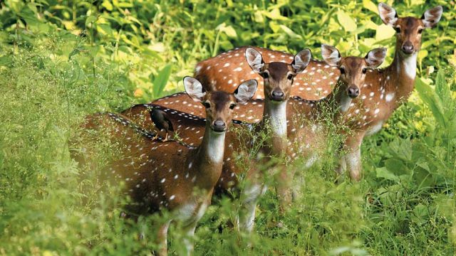 A small herd of spotted deer at the sanctuary