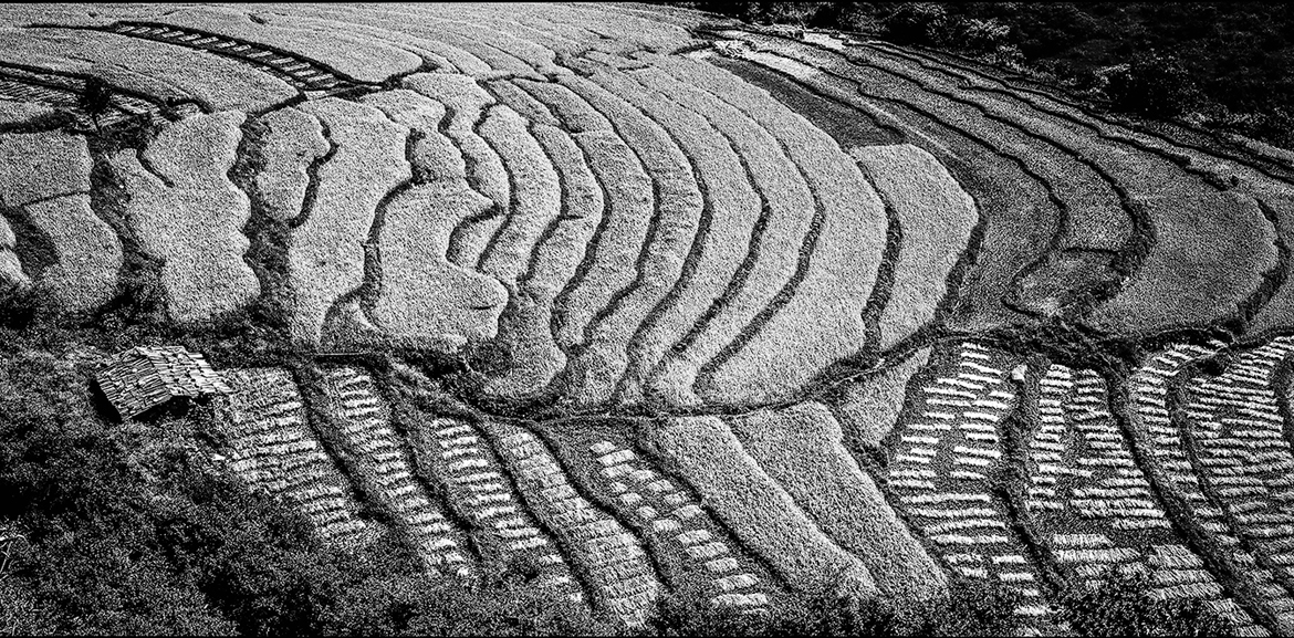 Harvest time in Bhutan