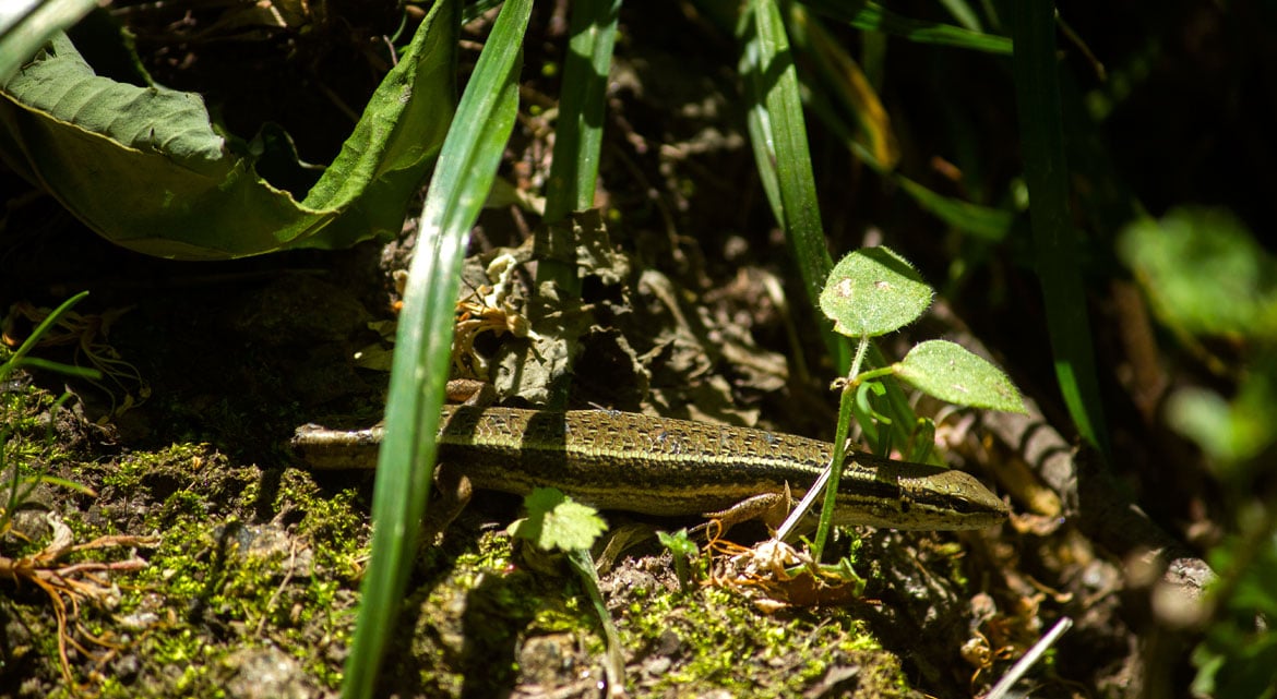 A Himalayan ground skink