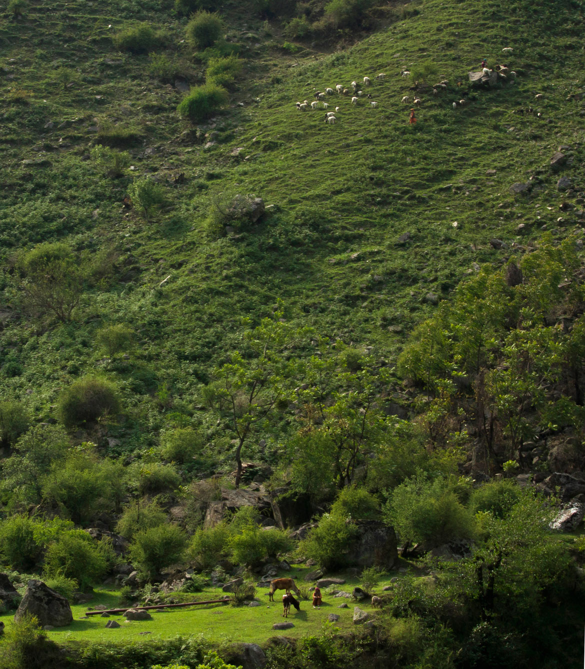 A woman grazes her cows on a meadow while another walks her flock of sheep up the grassy gradients of the hill