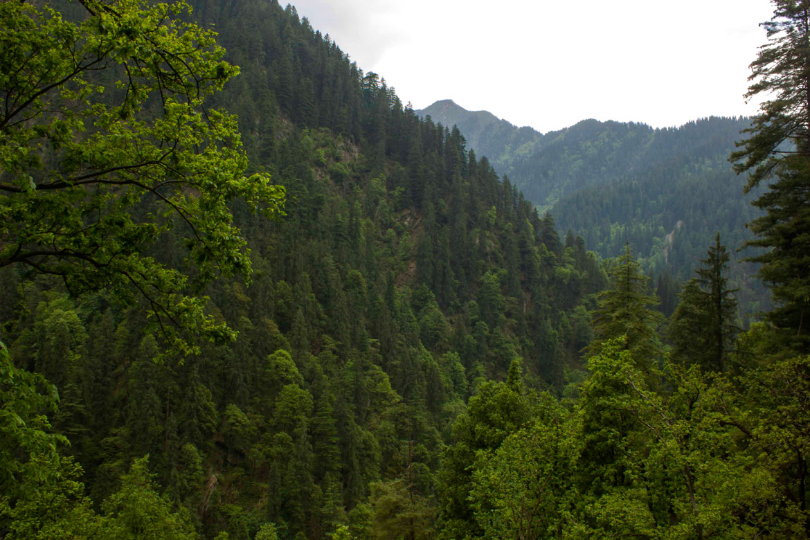 Forests of spruce and fir cloak the Khorli Poli range of the Great Himalayan National Park