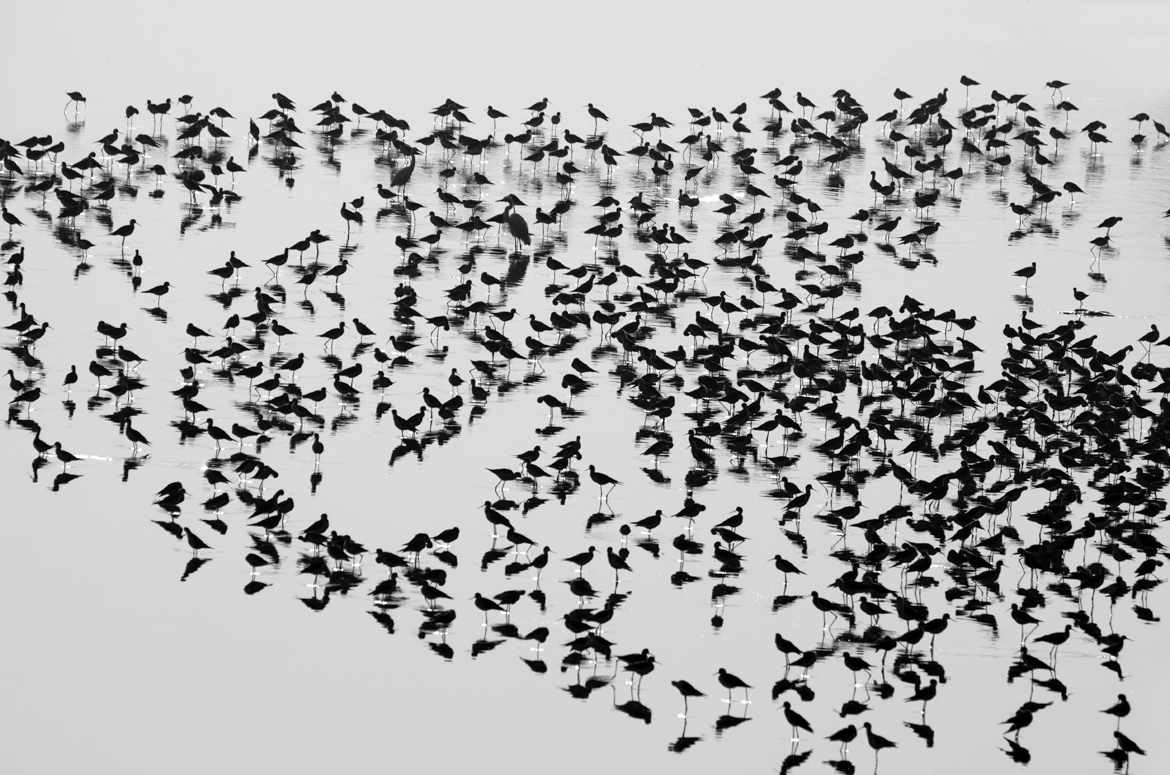 Birds gather at the Asan Barrage in Dehradun