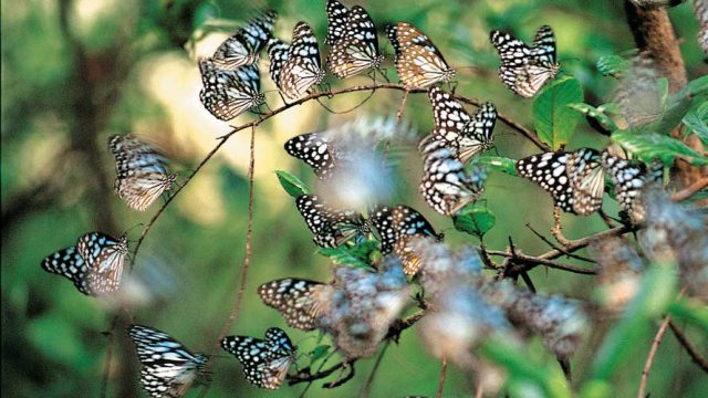 Blue Tiger Butterflies at Bhagwan Mahavir Sanctuary