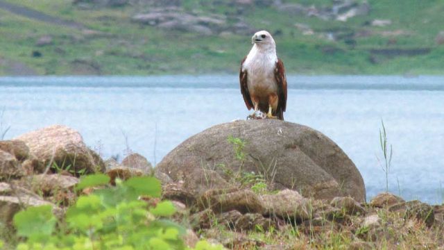 Brahminy kite at Chimmony WLS