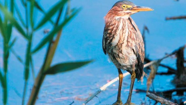 Juvenile heron, Harike Bird Sanctuary 