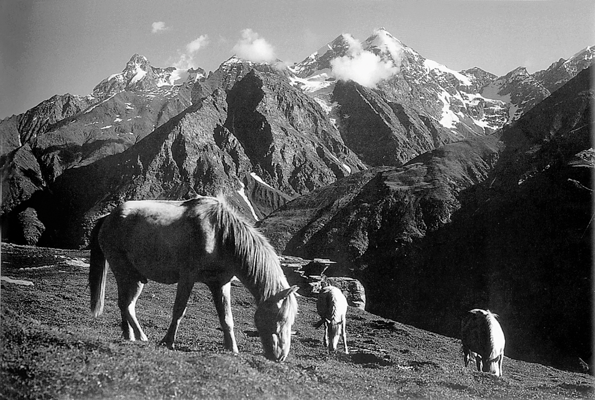 Ponies graze at a meadow near Rohtang La