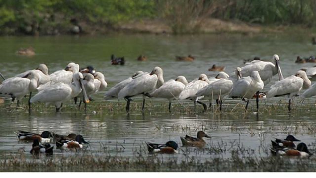 Eurasian Spoonbill Platalea leucorodia resting a Sultanpur