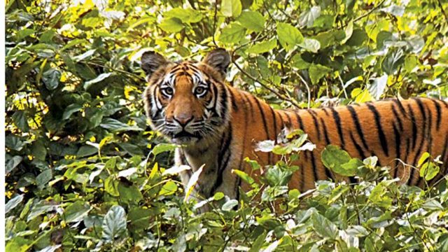 A tiger gazing at the camera, Dudhwa National Park