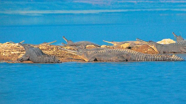 Gharials sunning themselves on a sand bar, National Chambal Sanctuary