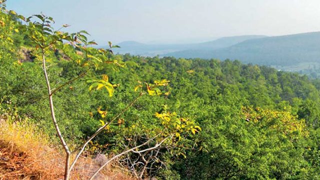 A view of Ratapani's thick forest cover