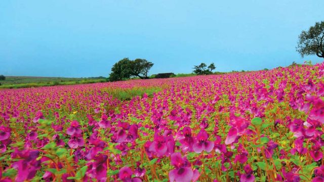 Stunning colours of the Kaas Plateau