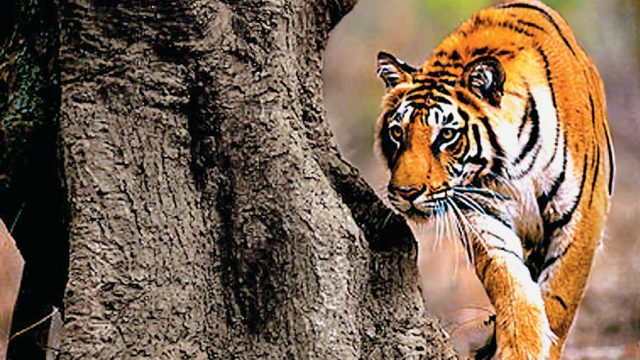 A majestic tiger on the prowl, Tadoba-Andhari Tiger Reserve