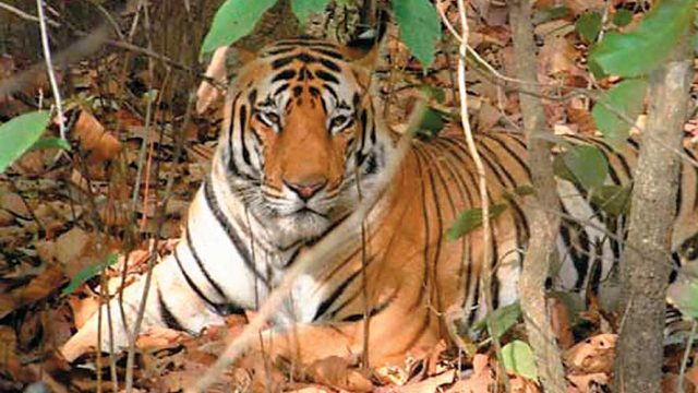 A tiger resting amidst the foliage, Melghat Tiger Reserve