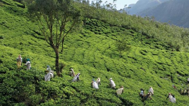 Tea garden workers plucking leaves, Munnar