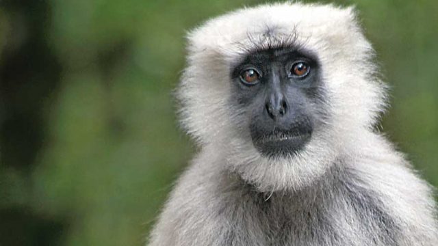 Langur in Binsar Wildlife Sanctuary