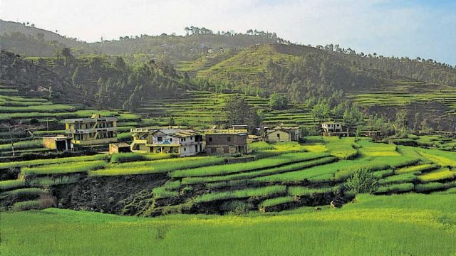 Lush green terraced field in Kausani