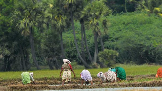 Women working in the paddy fields, Nellore district