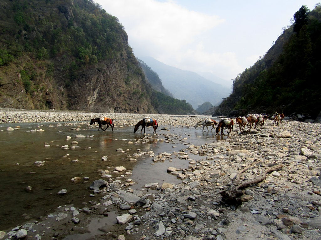 A pony train crosses a shallow channel of the Budhi Gandaki river below the village of Maccha Khola