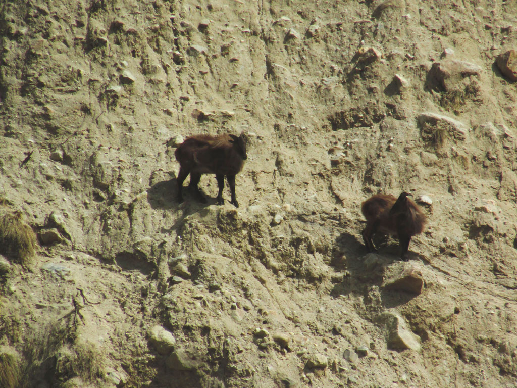 A couple of Himalayan Tahr out for a walk