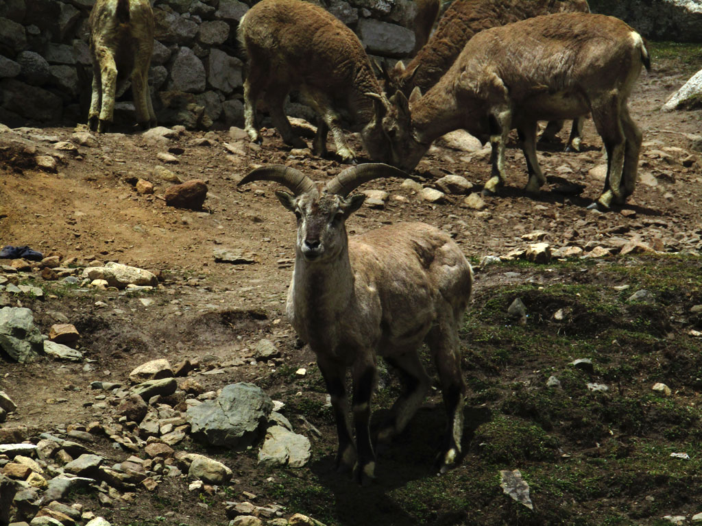 A herd of Bharal at Larkye Phedi, the 4,460m camp before the crossing of the Larkye La