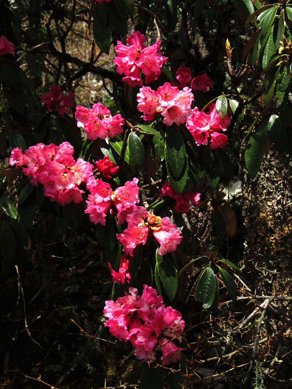 Rhododendron blooms in the upper forests of the Dudh Khola valley